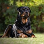 Pequeño de 2 años muere al ser atacado por endemoniados rottweilers en EE.UU. Foto: Niño muere atacado por rottweilers /Cortesía