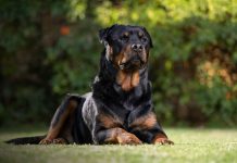 Pequeño de 2 años muere al ser atacado por endemoniados rottweilers en EE.UU. Foto: Niño muere atacado por rottweilers /Cortesía