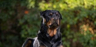 Foto: Niño muere atacado por rottweilers /Cortesía