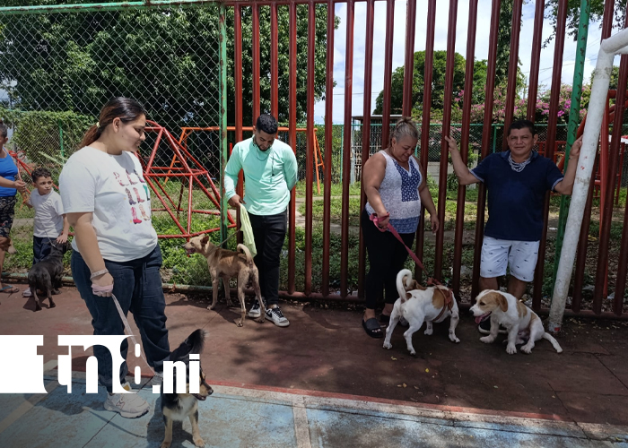 Foto: Jóvenes veterinarios de la UCC atienden a mascotas / TN8