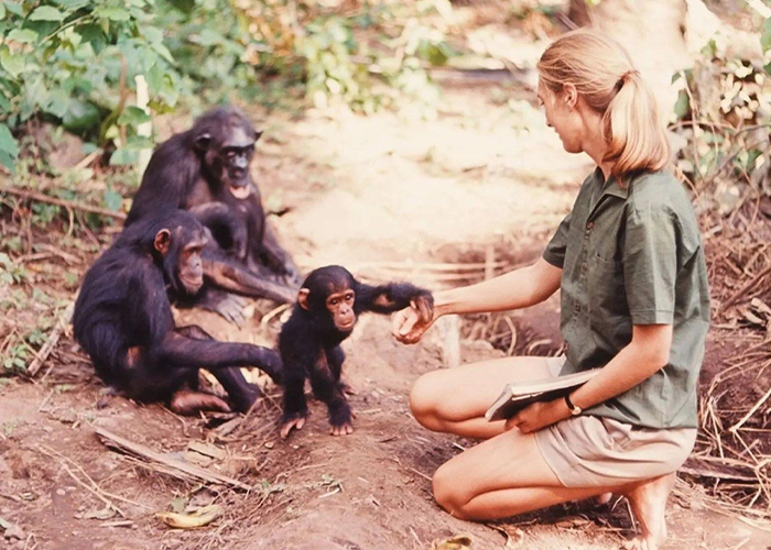 Foto: Expertos destacan la influencia global de Jane Goodall / Cortesía