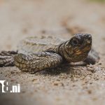 Nicaragua, paraíso natural y santuario de conservación de las tortugas marinas Foto: Nicaragua, paraíso natural y santuario de conservación de las tortugas marinas/TN8