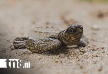 Foto: Nicaragua, paraíso natural y santuario de conservación de las tortugas marinas/TN8
