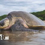 Nicaragua es hogar de cinco especies de tortugas marinas del mundo