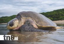 Nicaragua es hogar de cinco especies de tortugas marinas del mundo