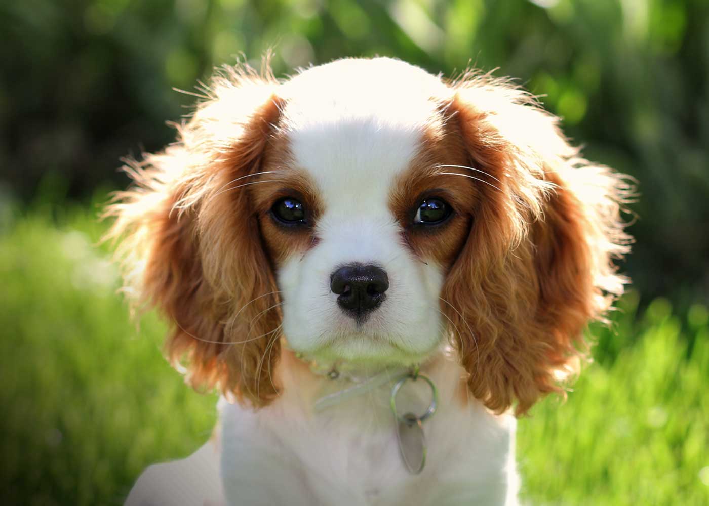 Foto:Niña de 12 años salva a su cachorro/Cortesía
