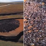 Hipnótico fenómeno animal fascina a científicos: ¿Por qué giran los renos? Foto: Enigmáticas imágenes de renos captan la atención/ Cortesía