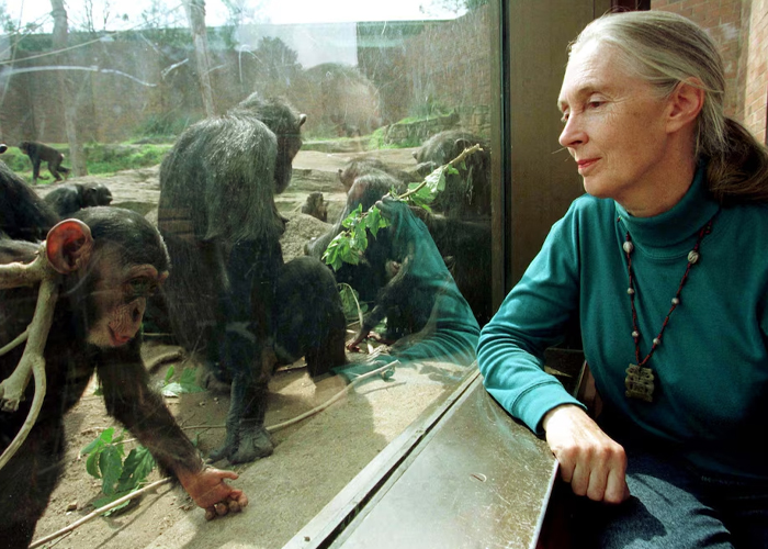 Foto: Leonardo DiCaprio despide a Jane Goodall /cortesía