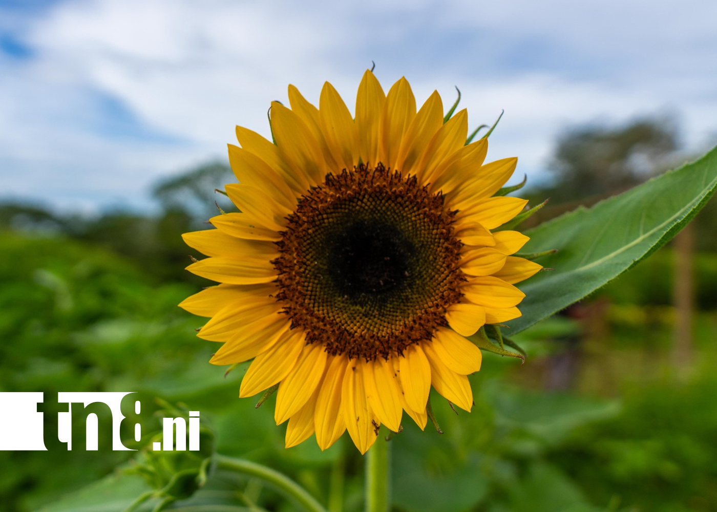 Foto: Campos floridos de Catarina impulsan comercio y turismo rural /TN8