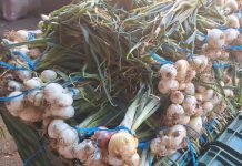 Producción de Cebolla Blanca en Nicaragua Foto: Producción de Cebolla Blanca Fortalece la Economía Rural de Nicaragua/Cortesía