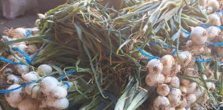 Foto: Producción de Cebolla Blanca Fortalece la Economía Rural de Nicaragua/Cortesía