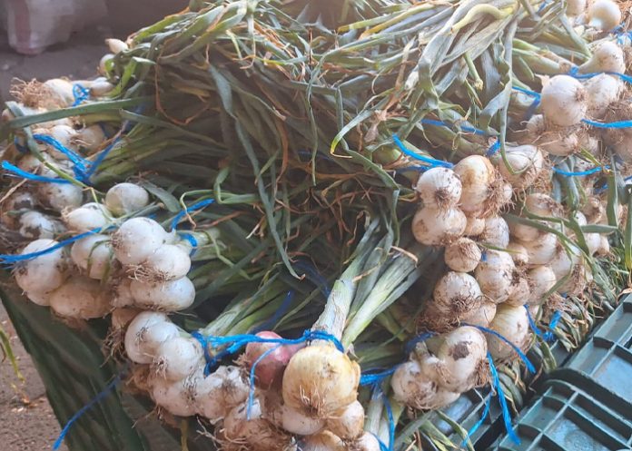 Foto: Producción de Cebolla Blanca Fortalece la Economía Rural de Nicaragua/Cortesía Foto: Producción de Cebolla Blanca Fortalece la Economía Rural de Nicaragua/Cortesía