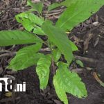 Reforestación turística, por amor a la madre tierra, en la Isla de Ometepe Ometepe