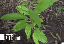 Reforestación turística, por amor a la madre tierra, en la Isla de Ometepe Ometepe
