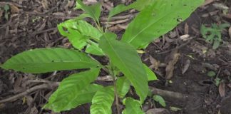 Ometepe