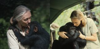 Foto: Expertos destacan la influencia global de Jane Goodall / Cortesía