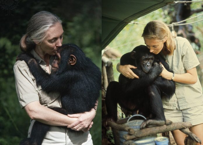 Foto: Expertos destacan la influencia global de Jane Goodall / Cortesía Foto: Expertos destacan la influencia global de Jane Goodall / Cortesía