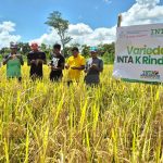 INTA impulsa arroz de secano en Rosita con jornada de campo para productores