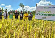 INTA impulsa arroz de secano en Rosita con jornada de campo para productores