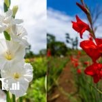 Catarina se llena de color: Campos de flores atraen turistas y celebran a los difuntos Foto: Campos floridos de Catarina impulsan comercio y turismo rural /TN8