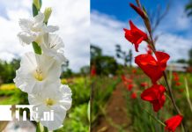 Foto: Campos floridos de Catarina impulsan comercio y turismo rural /TN8