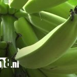 Comienza la cosecha del plátano, el “oro verde” que impulsa la economía de Ometepe Foto: Comienza la cosecha del plátano, el “oro verde” que impulsa la economía de Ometepe/TN8