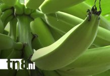 Comienza la cosecha del plátano, el “oro verde” que impulsa la economía de Ometepe Foto: Comienza la cosecha del plátano, el “oro verde” que impulsa la economía de Ometepe/TN8