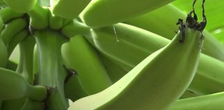 Foto: Comienza la cosecha del plátano, el “oro verde” que impulsa la economía de Ometepe/TN8