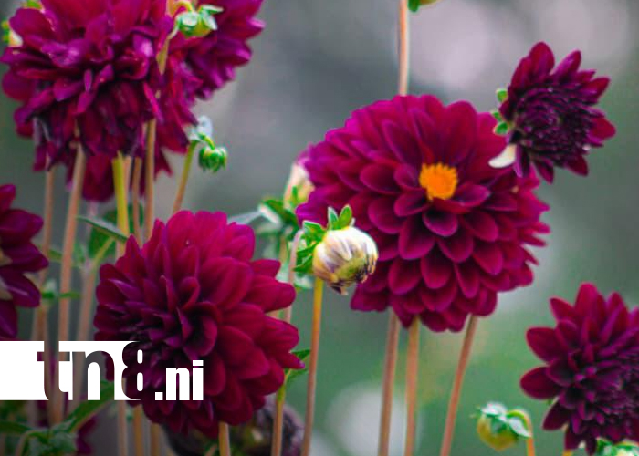 Foto: Catarina florece y enamora: turismo que impulsa la floricultura nicaragüense/TN8