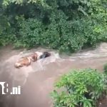 Fuerte corriente arrastra a 10 semovientes en San Pedro de Lóvago, Chontales Foto: Fuerte corriente arrastra a 10 semovientes en San Pedro de Lóvago, Chontales/TN8