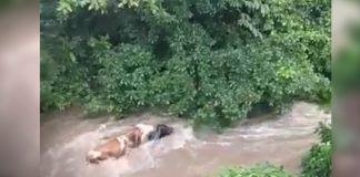 Foto: Fuerte corriente arrastra a 10 semovientes en San Pedro de Lóvago, Chontales/TN8