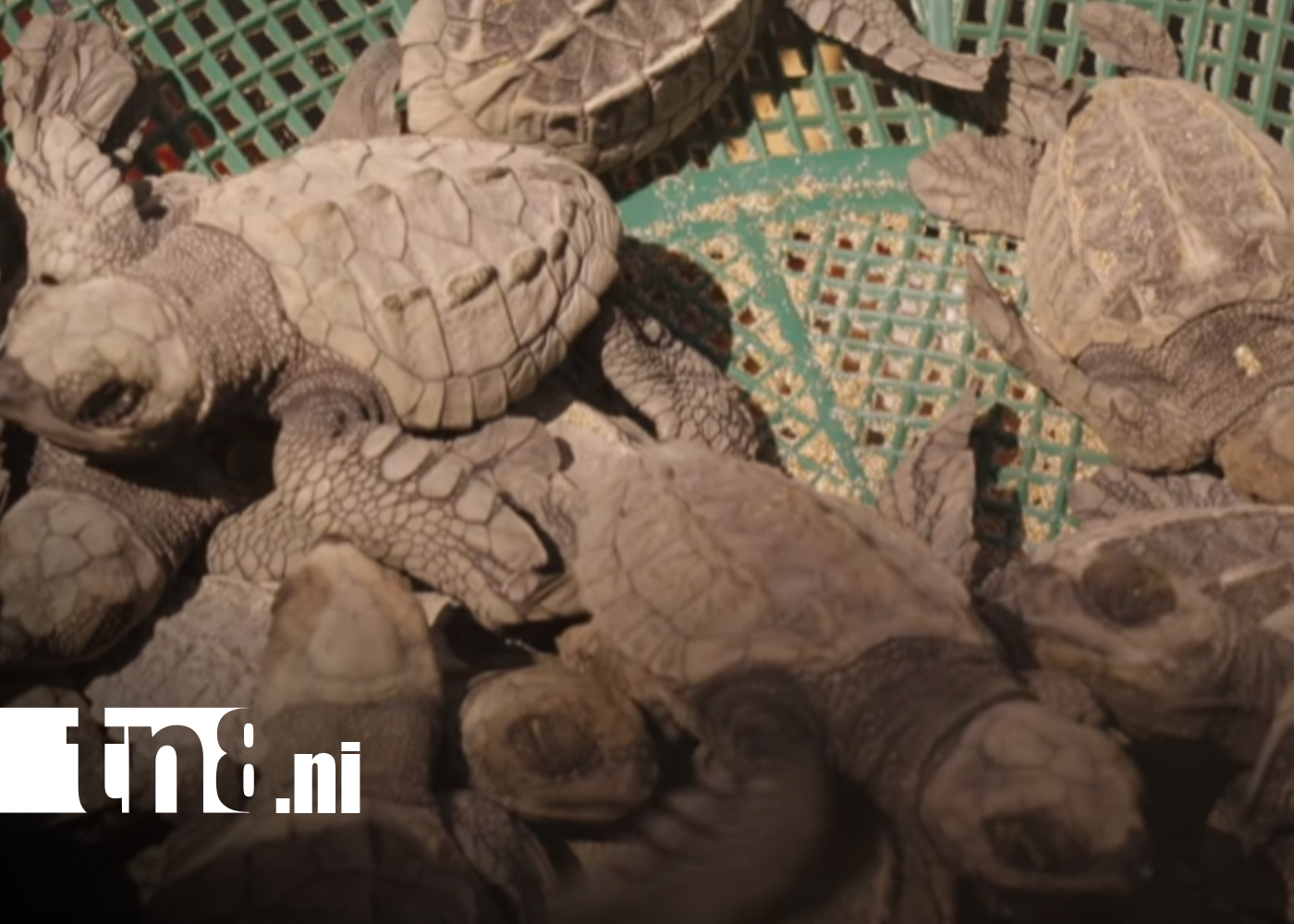 Foto: Nicaragua, paraíso natural y santuario de conservación de las tortugas marinas/TN8