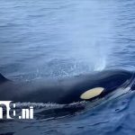 ¡Increíble! Pescadores nicaragüenses graban orcas en Playa Gigante (VIDEO)