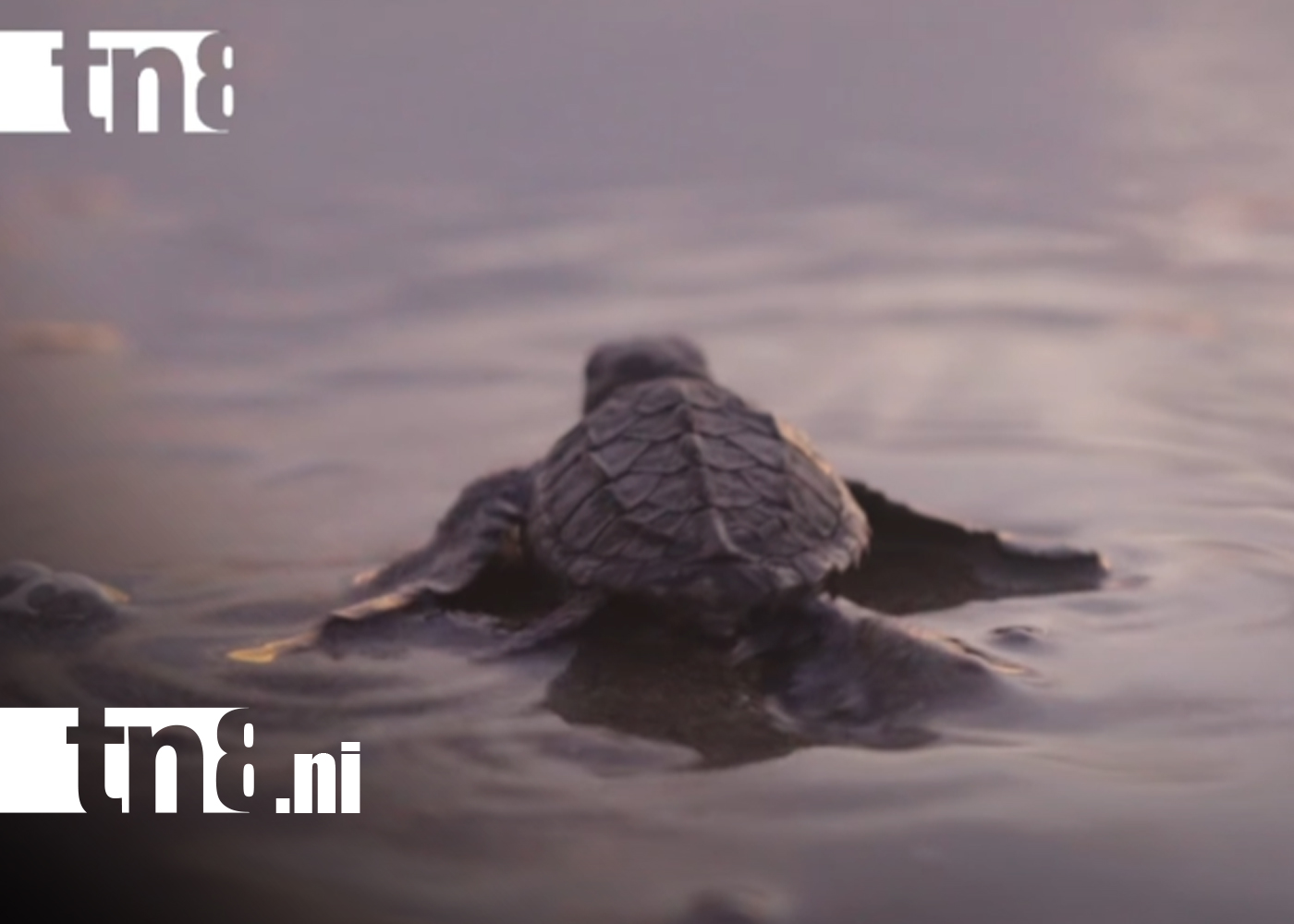 Foto: Paraíso natural y santuario de conservación de las tortugas marinas/TN8
