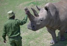 ‘Najin’ y ‘Fatu’, los últimos rinocerontes blancos del norte en el mundo Foto: Najin y Fatu, los últimos rinocerontes blancos del norte / Cortesía