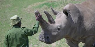 Foto: Najin y Fatu, los últimos rinocerontes blancos del norte / Cortesía