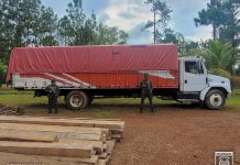 Ejército de Nicaragua ocupa madera ilegal y retiene a ciudadano en el Caribe Norte Foto: Incautación de madera ilegal en Alamikamba / TN8