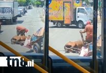 Indignante: caballo cae deshidratado en plena vía del puente El Edén, Managua Foto: Puente El Edén, Managua: escenario de un impactante maltrato animal (VIDEO) /TN8