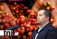 Más de 860 MDD: Producción cafetalera logra récord histórico en Nicaragua