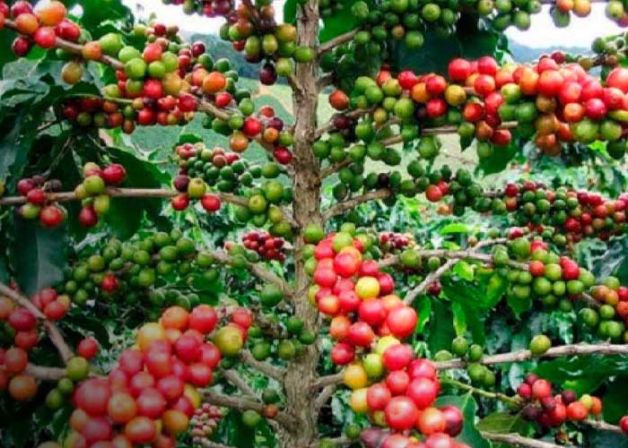 Foto: Ciclo productivo de café en Nicaragua rompe récords