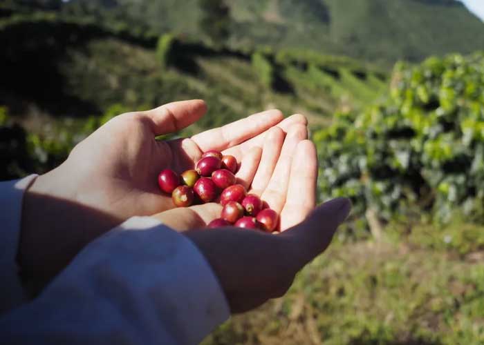 Foto: Ciclo productivo de café en Nicaragua rompe récords