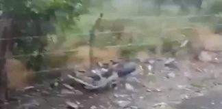 Foto: Mortal accidente de tránsito en carretera de Malpaisillo, León / TN8