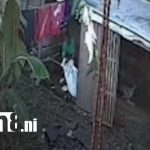 Foto: Roba gallinas en Ciudad Darío, Matagalpa / TN8