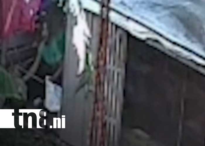 Foto: Roba gallinas en Ciudad Darío, Matagalpa / TN8