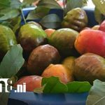 Jocote, motor de la economía familiar, brilla en feria municipal de Macuelizo Foto: Feria del Jocote en Macuelizo, Nueva Segovia / TN8