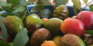 Foto: Feria del Jocote en Macuelizo, Nueva Segovia / TN8