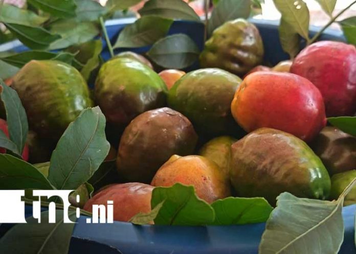 Foto: Feria del Jocote en Macuelizo, Nueva Segovia / TN8 Foto: Feria del Jocote en Macuelizo, Nueva Segovia / TN8