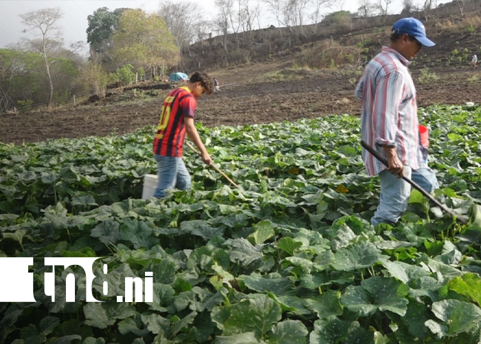 Foto: Programa Nacional de Promotores en Innovación Agropecuaria /TN8
