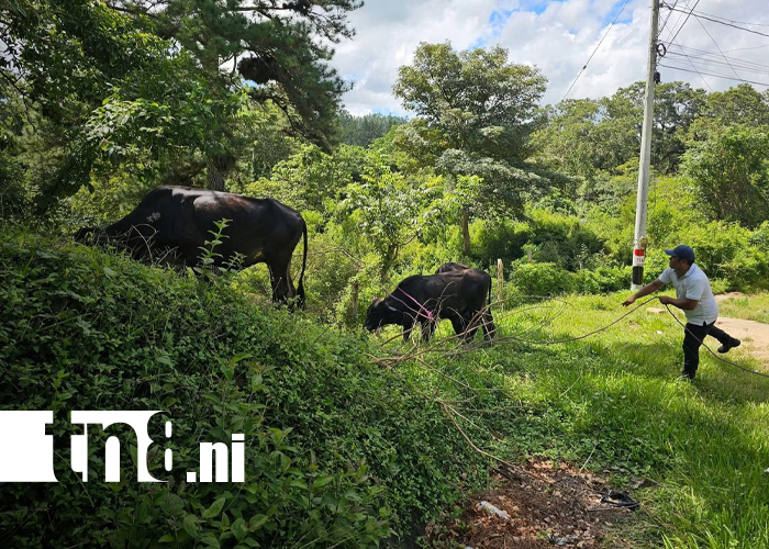 Foto: No más muertes por animales sueltos en Nueva Segovia /TN8
