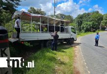 “Cero tolerancia” en Nueva Segovia: operativo implacable contra semovientes en carretera Foto: No más muertes por animales sueltos en Nueva Segovia /TN8